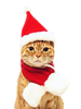 Pet Cat Kostüm Weihnachten Red Scarf Polyester Pet Supply