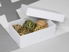 BUNTBOX Geschenkboxen Buntbox Geschenkbox M ws 3St 1, 1 l - 17, 0 x 11, 0 x 6, 0 cm weiß