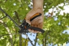 Fiskars P83 Gartenschere