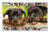 HERMA Schreibtischunterlage Schreibunterlage Hunde 3 St. beschichteter Karton Hunde
