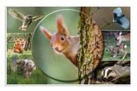 HERMA Schreibtischunterlage Schreibunterlage Waldtiere 3St beschichteter Karton Waldtiere