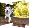 RNK-Verlag Zeichenmappen RNK Zeichenm.A3 Hund 1St A3 Hund