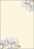 SIGEL Briefpapier Motiv-Papier White Orchid,  A4,  DIN A4 90 g/m²
