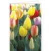 Blumenkarte bunte Tulpen