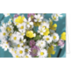 Blumenkarte Gänseblümchen und Dotterblume