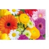 Blumige Sommergrüße