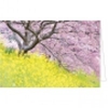 Fotokarte blühender Baum