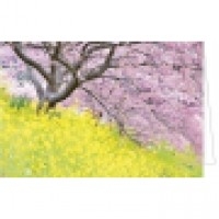 Fotokarte blühender Baum