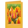 Gelb-rot gestreifte Tulpenköpfe