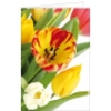 Gelb-rote Tulpe in voller Blüte