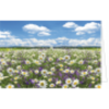 Grußkarten Blumenwiese Mageriten