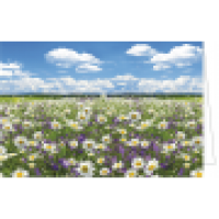 Grußkarten Blumenwiese Mageriten