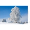 Prachtvoller Winterbaum